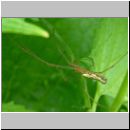 Tetragnatha montana - Streckerspinne 01.jpg